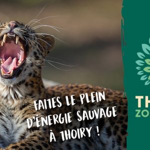 Zoosafari de Thoiry (Validité : 08/10/2025)